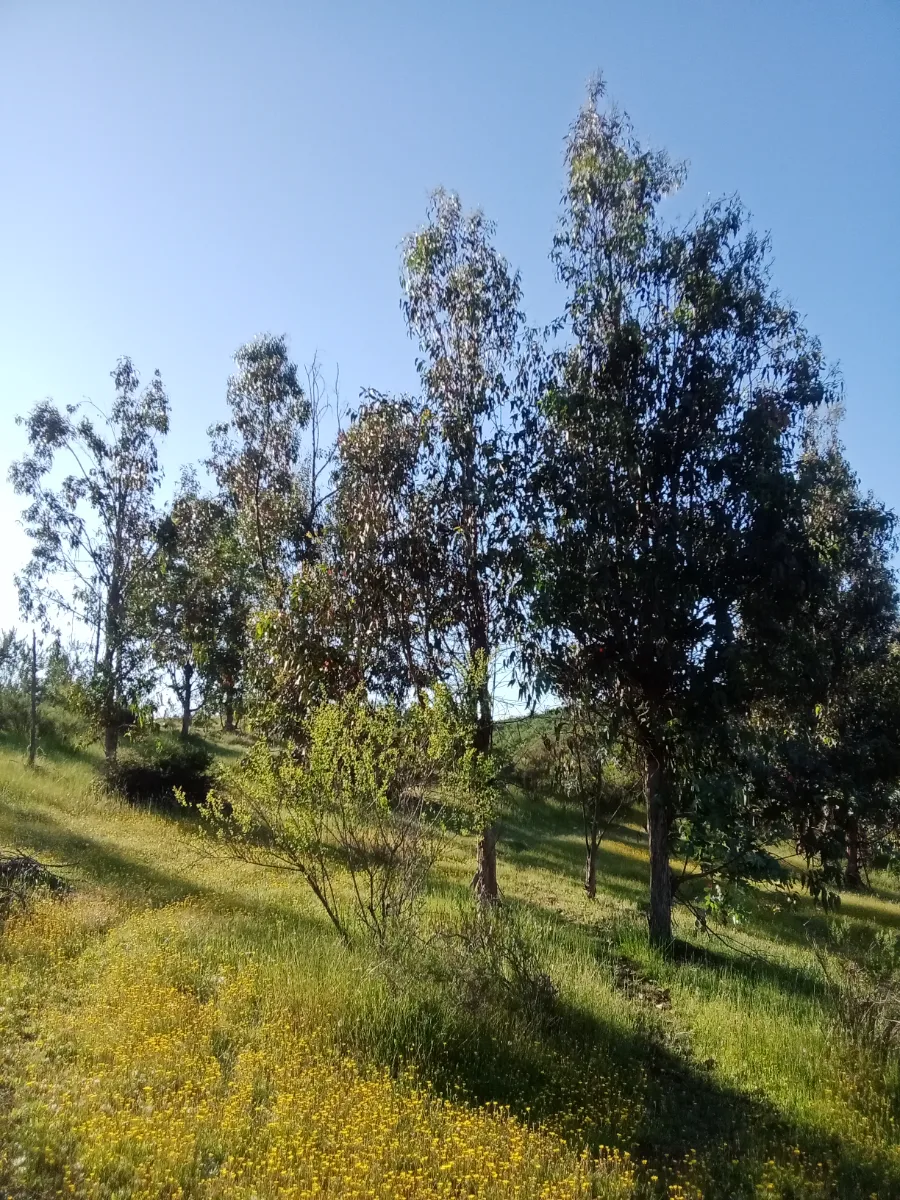Parcela Tabolango, foto 3
