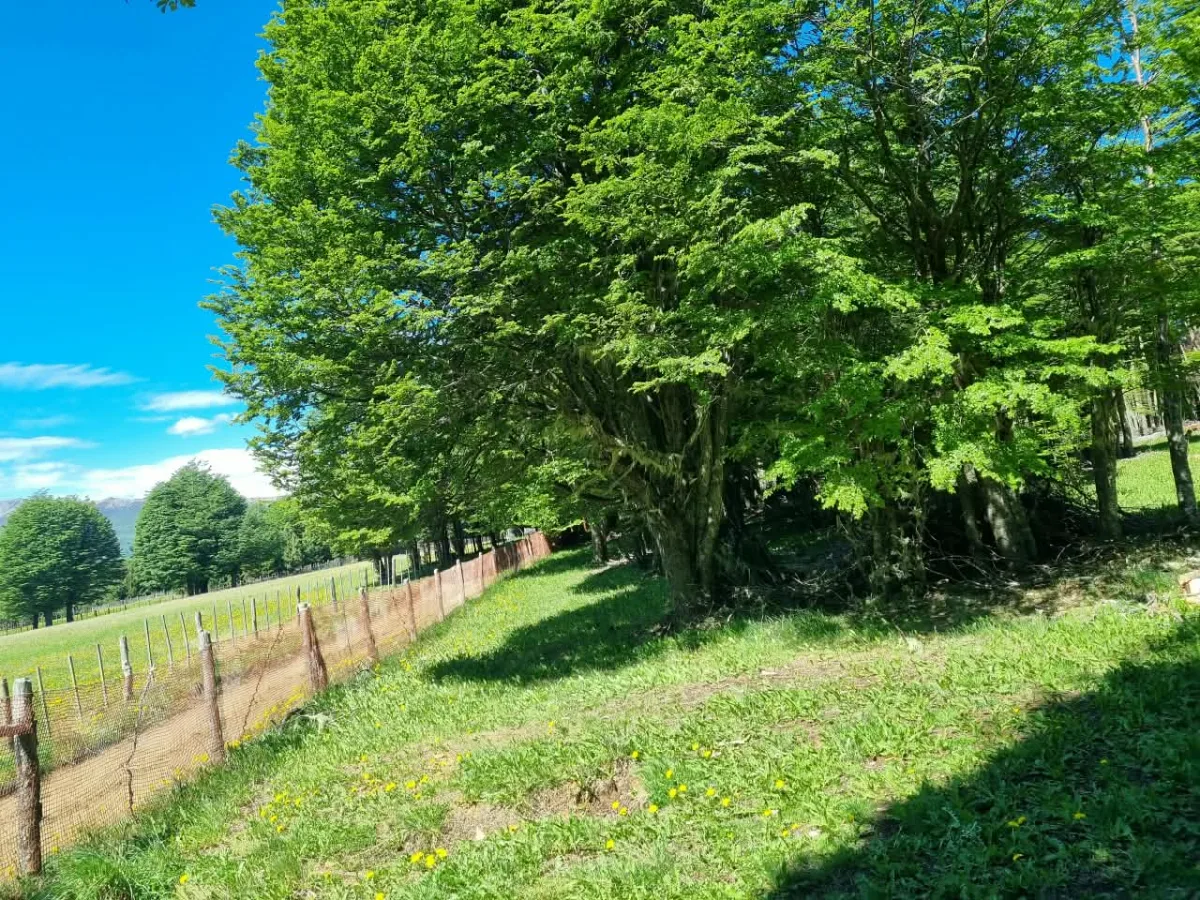 Parcela 24.000 m² con casa y 4 roles en Coyhaique, foto 3