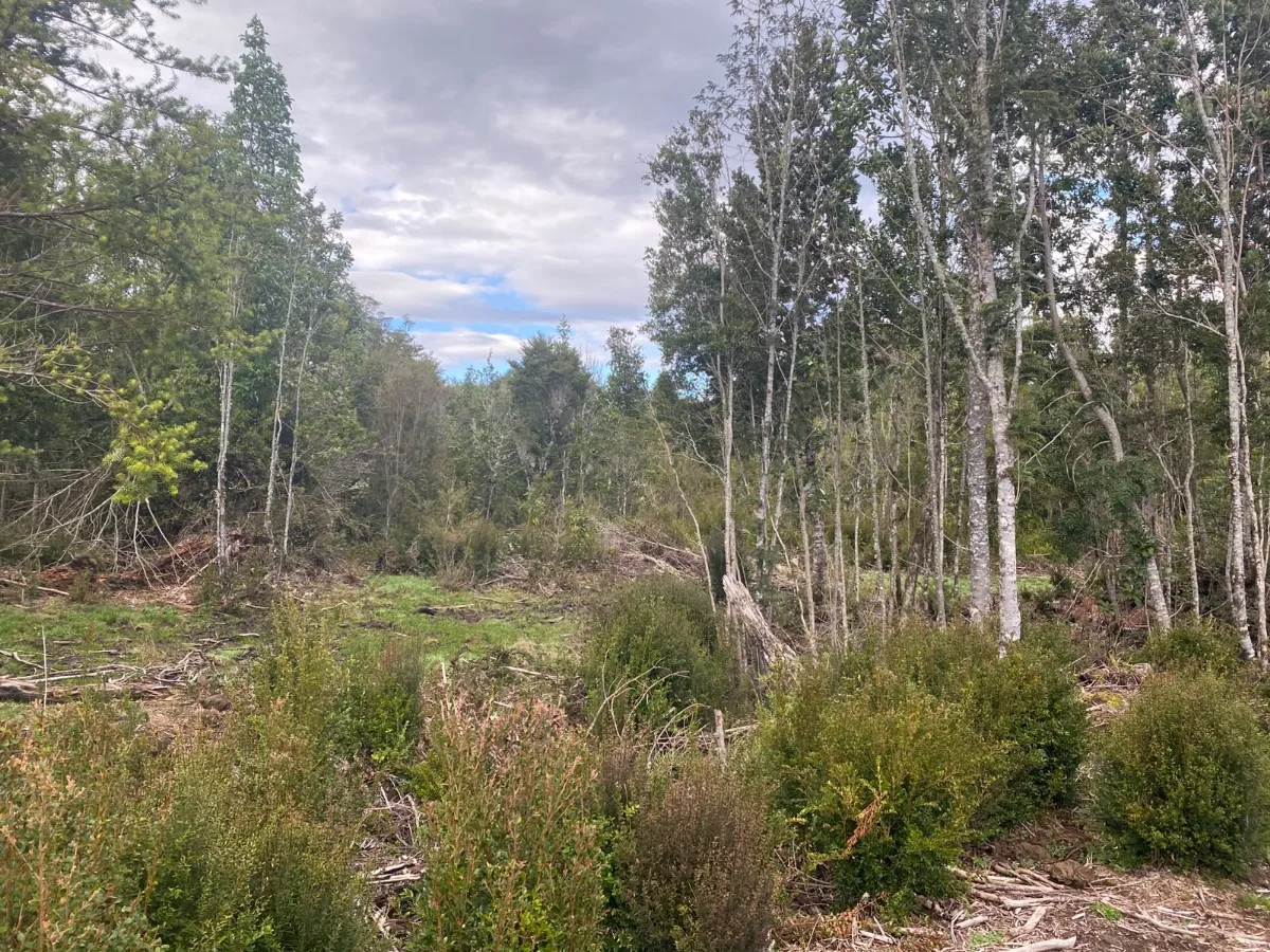 Terreno Puerto Varas único dueño se vende paño completo, foto 7