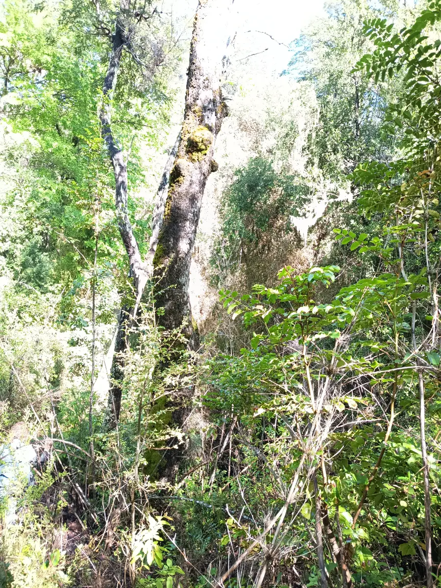 Parcela de 5000² en Angol., foto 3