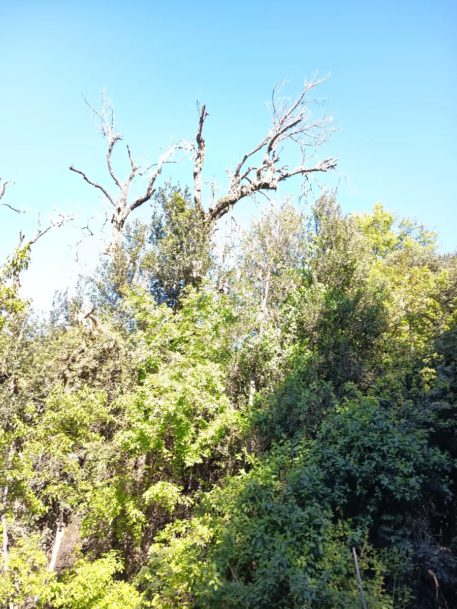 Parcela de 5000² en Angol., foto 4