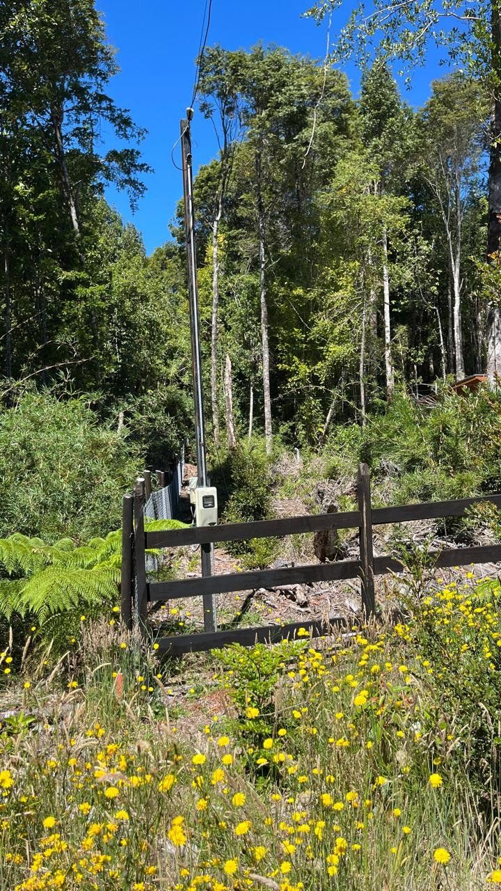 Alerces de Lauca - imagen 2