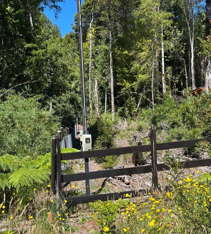 Alerces de Lauca - imagen 2