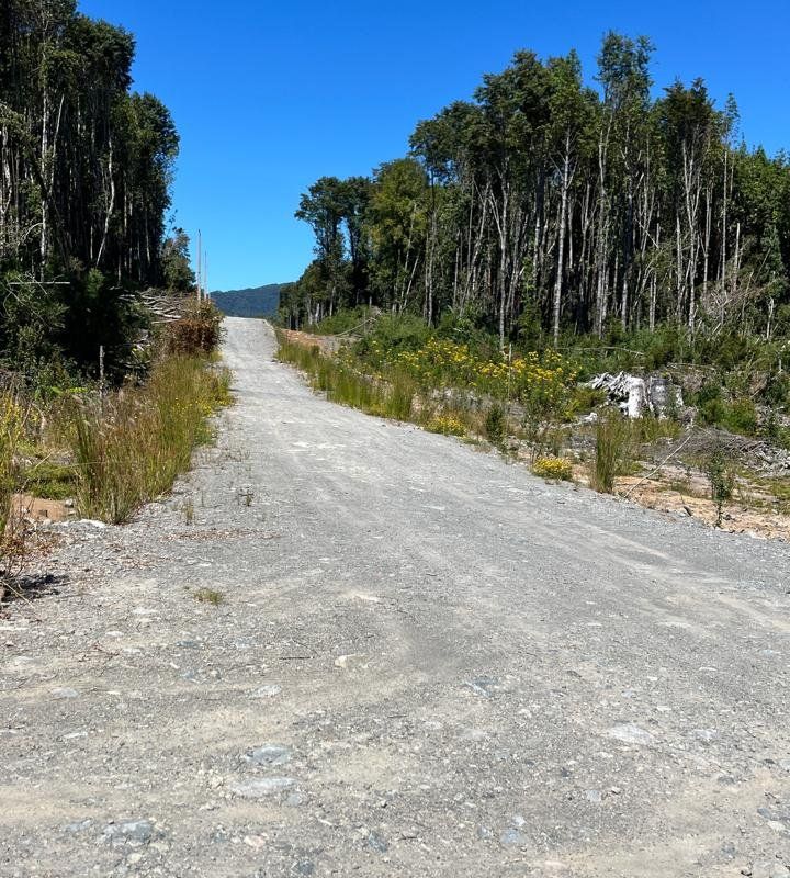 Alerces de Lauca - imagen 3