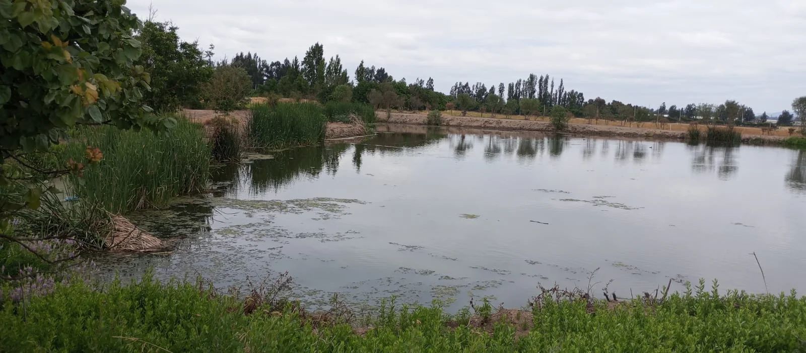 TERRAZAS DE BOLLENAR - imagen 7