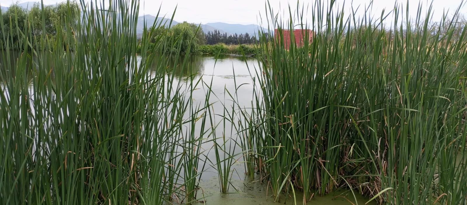 TERRAZAS DE BOLLENAR - imagen 8