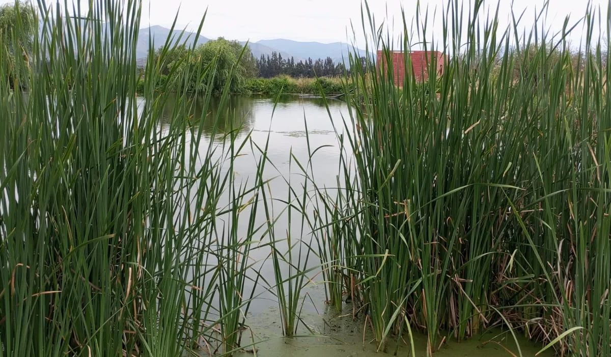 TERRAZAS DE BOLLENAR - imagen 8