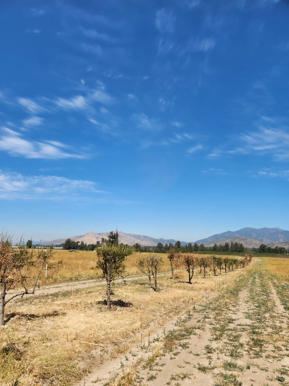 TERRAZAS DE BOLLENAR - imagen 3