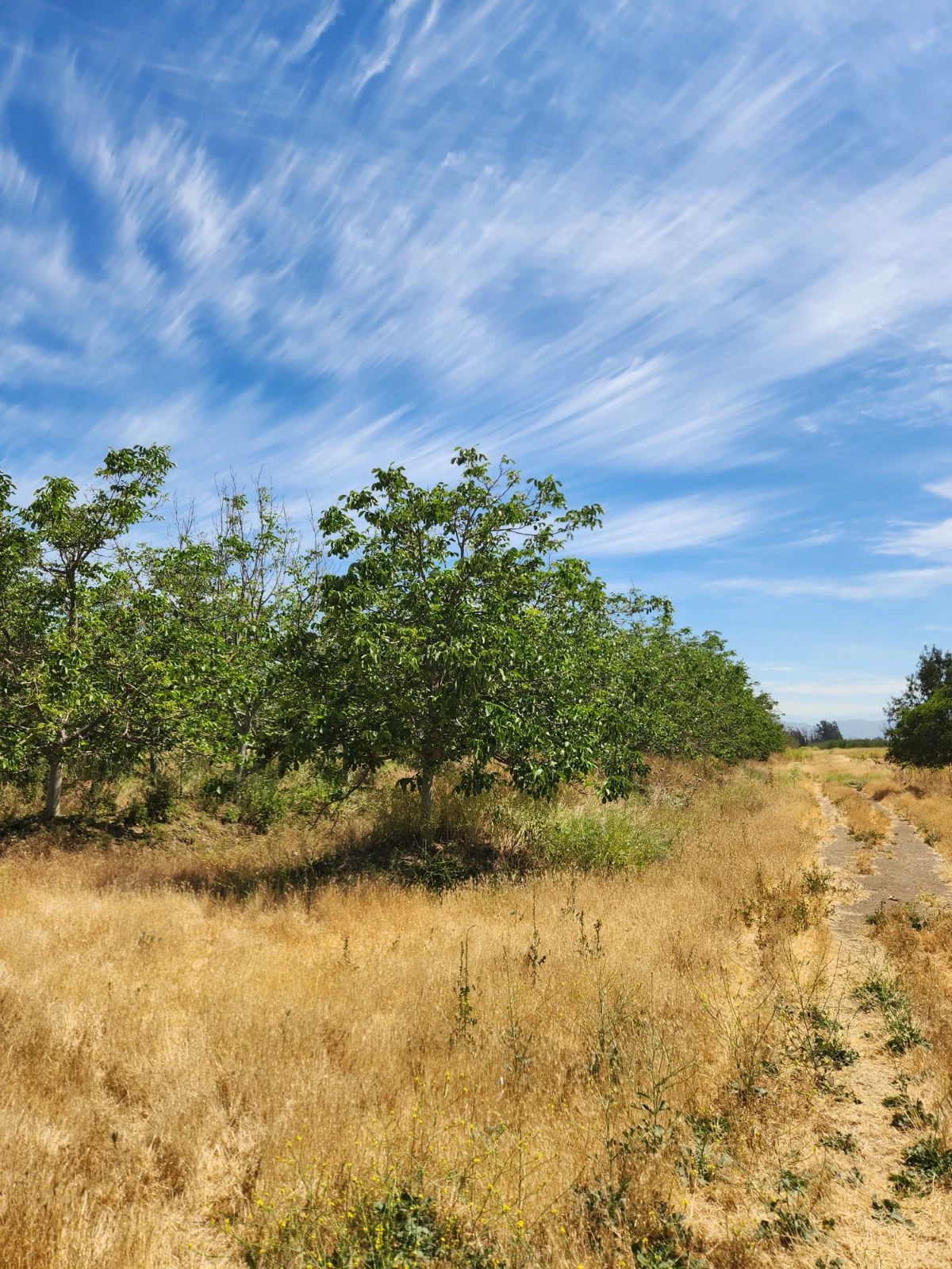 TERRAZAS DE BOLLENAR - imagen 1