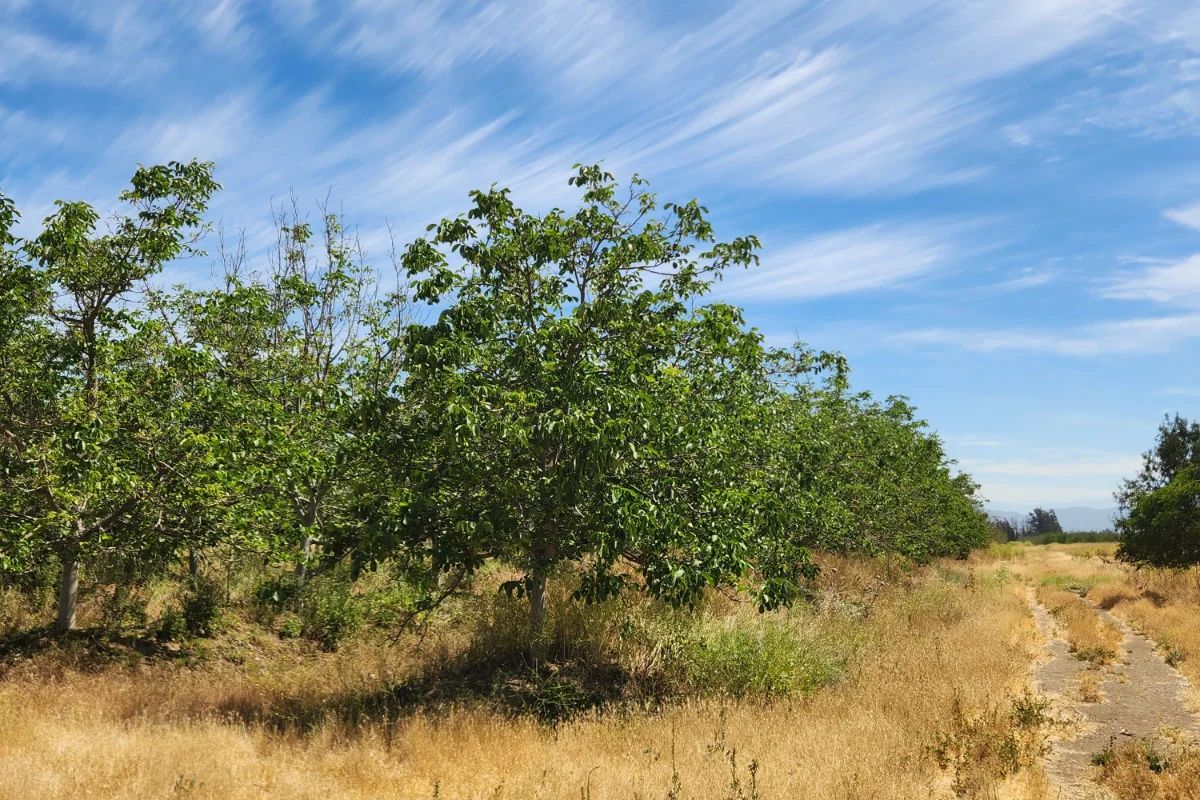 TERRAZAS DE BOLLENAR - imagen 1