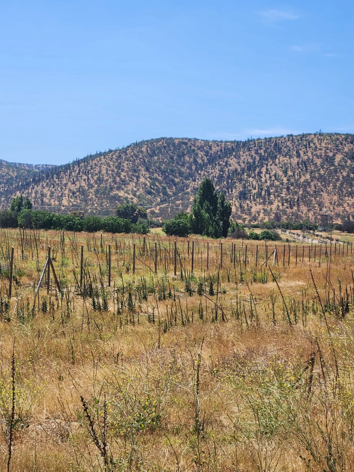 TERRAZAS DE BOLLENAR - imagen 5