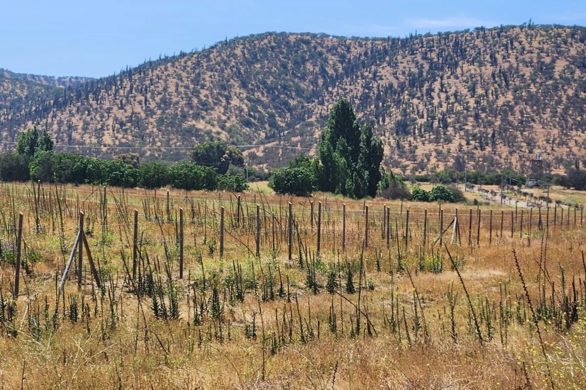 TERRAZAS DE BOLLENAR - imagen 5